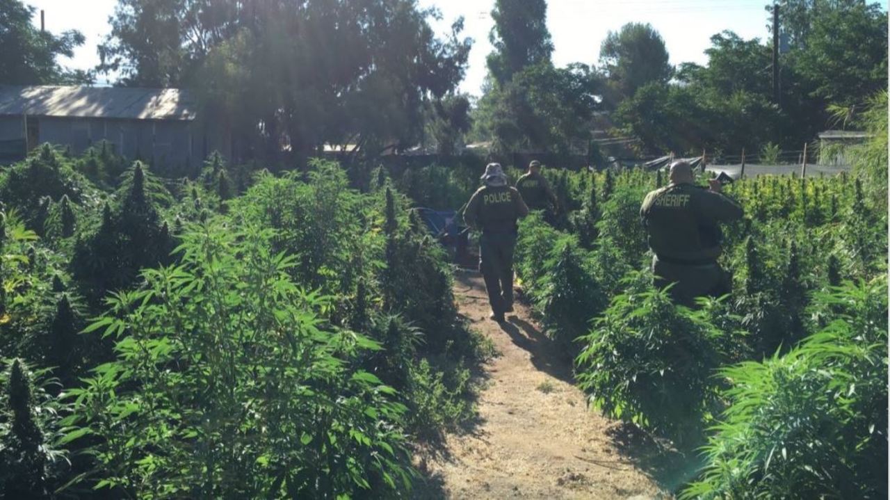 Massive marijuana bust in California, bales of cannabis put through the chipper